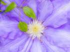 Oregon-Salem close-up of purple blooming Clematis flower Art Print